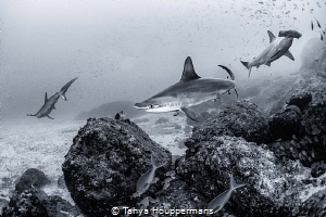 Three Amigos
Three hammerhead sharks swim near the rocky... by Tanya Houppermans 